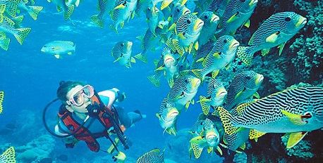 Diving and Snorkeling