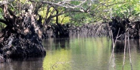 Mangrove Sands and Banks