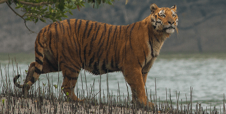 Sundarbans